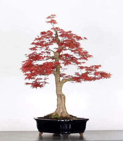 Bonsai di Acero Palmato Deshojo - 35 cm | Bonsaizo.com