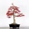 Bonsai di Acero Palmato Deshojo - 35 cm | Bonsaizo.com