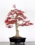 Bonsai di Acero Palmato Deshojo - 35 cm | Bonsaizo.com