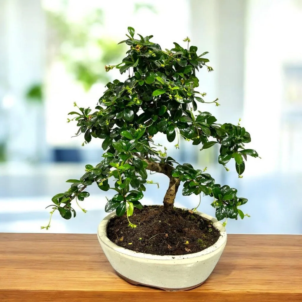 Bonsai di Carmona - 25 cm | Bonsaizo.com