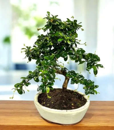 Bonsai di Carmona - 25 cm | Bonsaizo.com
