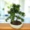 Bonsai di Carmona - 25 cm | Bonsaizo.com