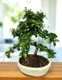 Bonsai di Carmona - 25 cm | Bonsaizo.com